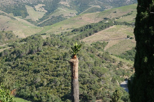 Palmier rasé